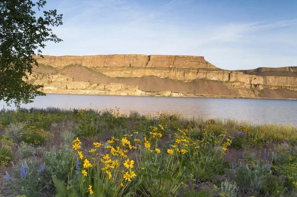 Wilde bloemen rond banken meer steamboat rock state park — Stockfoto