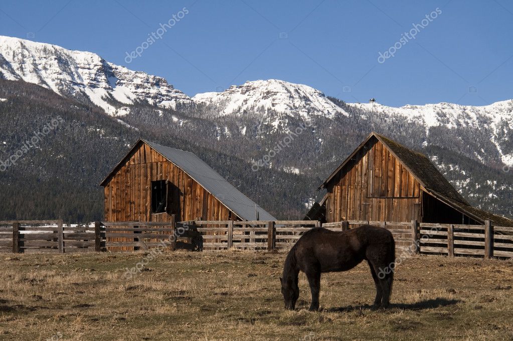 depositphotos_31900071 stock photo livestock horse grazing natural wood