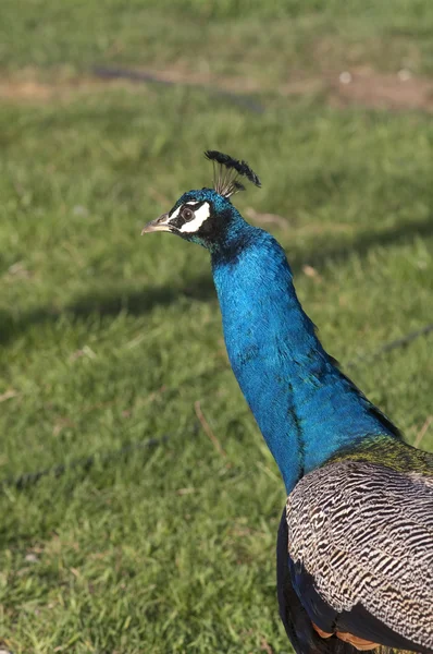 男性鳥孔雀カラフルな鳥野生動物縦組版 — ストック写真