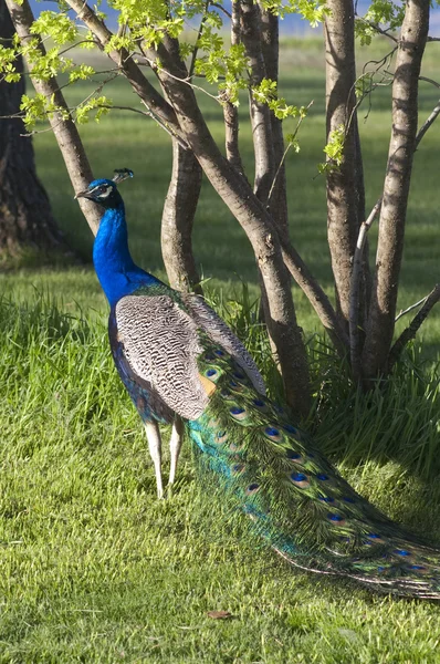 Pavão de pássaro macho Pavão colorido Animais selvagens composição vertical — Fotografia de Stock