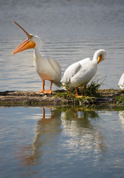 Pelikaan paar vogels water fowl wildlife permanent lake klamath oregon — Stockfoto