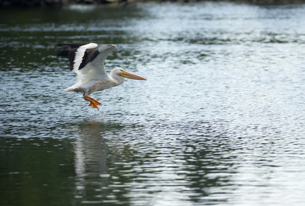 Pelican Bird Amimal Wildlife Flies into Landing Lake Klamath Southern Oregon USA — Stock Photo, Image