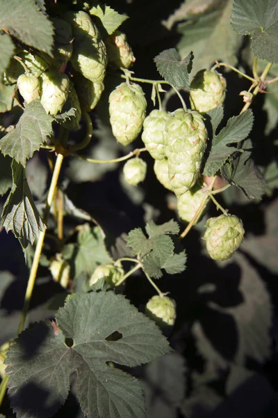 Hops Plants Buds Growing in Farmer's Field Oregon Agriculture — Stock Photo, Image