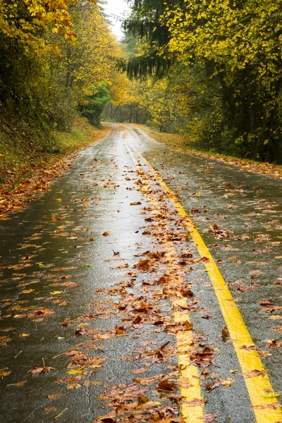 Wet chuva outono dia folhas queda dois pista rodovia viagens — Fotografia de Stock