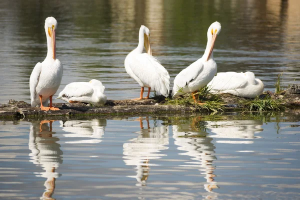 Pelican Group Birds Water Fowl Wildlife Standing Lake Кламат Орегон — стоковое фото