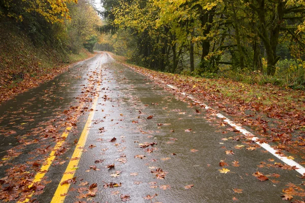 Wet chuva outono dia folhas queda dois pista rodovia viagens — Fotografia de Stock