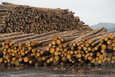 Lumber Mill Log Pile Wood Tree Trunks Waiting for Processing clipart
