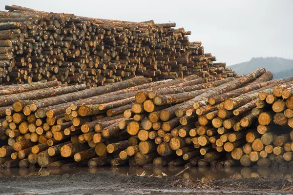 Lumber Mill Log Pile Wood Tree Trunks Waiting for Processing — Stock Photo, Image