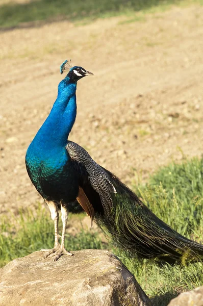 孔雀男性鳥立っている岩の野生動物に太陽を浸漬 — ストック写真