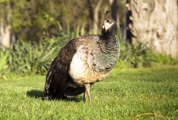 Påfågel kvinnliga peacock flyger fågeln betar utfodring vilda djur — Stockfoto