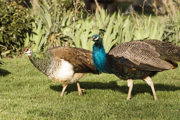 Peacock manlig fågel uppvakta sin peahen kvinnliga kompis vilda djur — Stockfoto