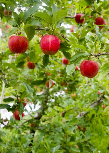 Composición Vertical Manzanas Rojas Cultivando Fruta del Este de Washington — Foto de Stock