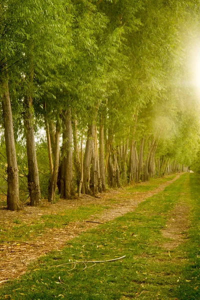 Camino de campo de granja conduce a la distancia a lo largo de la luz del sol árbol Fila — Foto de Stock