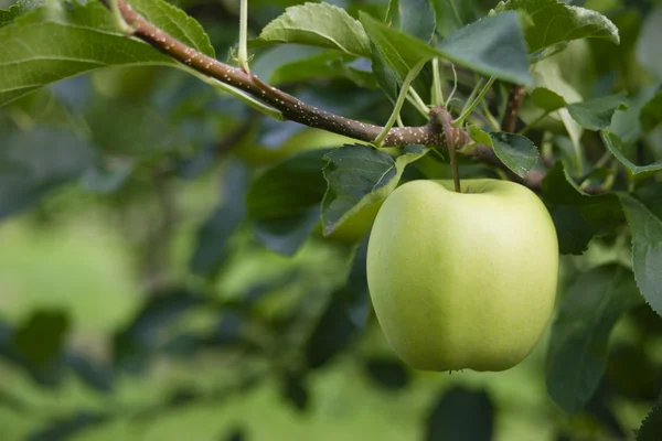 Zöld alma granny smith friss élelmiszer gyümölcs előállítására mezőgazdasági orchard — Stock Fotó