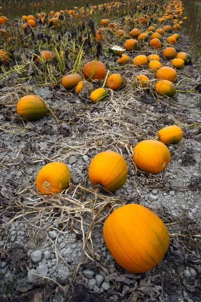 Farm Scene Halloween Vegetable Growing Autumn Pumpkins Harvest Ready October — Stock Photo, Image