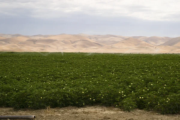 Lush Green Farm Land Agriculture Field California United States — Stock Photo, Image