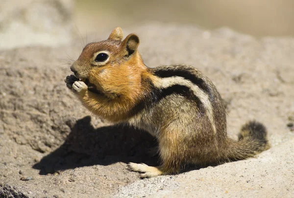 Wild Animal Chipmunk Stands Eating Filling up For Winter Hibernation — Stock Photo, Image