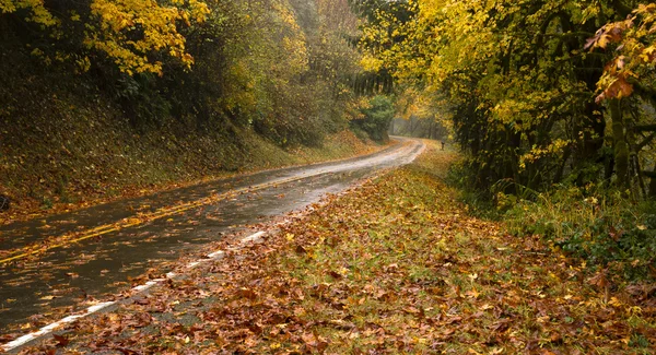 Mojado lluvioso otoño día hojas caída dos carriles carretera viaje — Foto de Stock