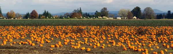 Panoramautsikt över scen gård fältet pumpkin patch grönsaker mogen skörd — Stockfoto