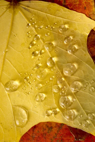 Gouttes de précipitations d'eau claire de rosée Pose de feuilles d'automne — Photo