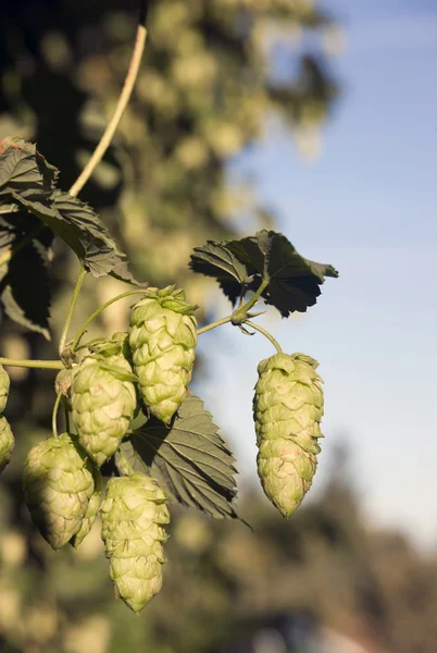 Hops Plants Buds Growing in Farmer's Field Oregon Agriculture — Stock Photo, Image