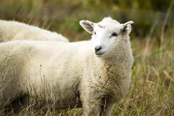 Sheep Ranch Livestock Farm Animal Grazing Domestic Mammal — Stock Photo, Image