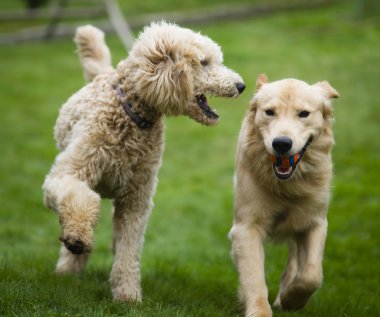 getirme köpek evcil hayvan oynamak kaniş köpekle mutlu golden retreiver