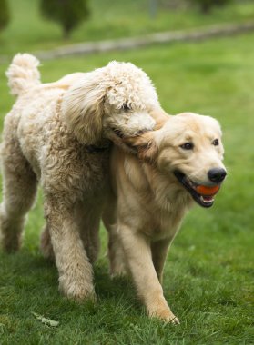 Happy Golden Retreiver Dog with Poodle Playing Fetch Dogs Pets clipart