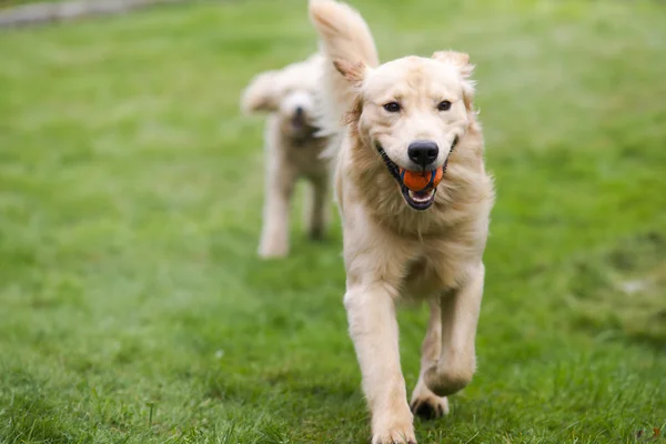 Happy Golden Retreiver Dog with Poodle Playing Fetch Dogs Pets — Stock Photo, Image