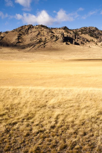 Gele graan grasland groeien schilderachtige vallei noordelijke rotsachtige bergen — Stockfoto