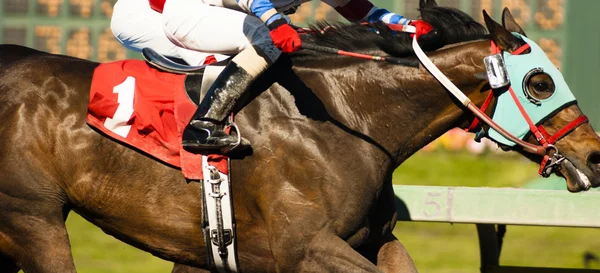 Un jinete de caballos Jockey Ven a través de la línea de carrera Foto Finalizar —  Fotos de Stock