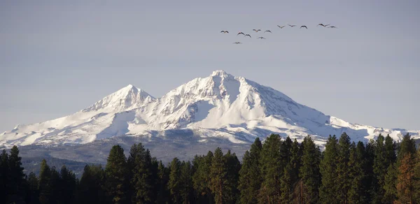 Selvagens gansos voam migrar montanha inverno cascata gama Oregon EUA — Fotografia de Stock