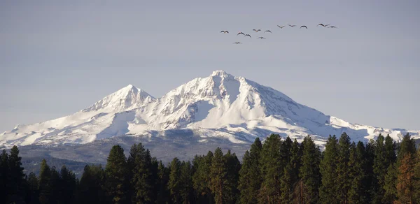 Yaban kazları sinek Dağı kış cascade aralığı oregon ABD göç — Stok fotoğraf