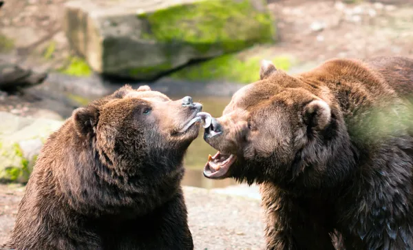 Dos osos grizzly marrones juegan alrededor de la fauna de América del Norte —  Fotos de Stock
