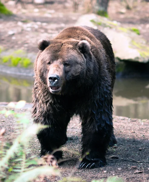 Brungrizzlybjørn står og ser Nord-Amerikas dyreliv – stockfoto