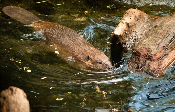 北美海狸蓖麻枝野生动物游泳坝 — 图库照片