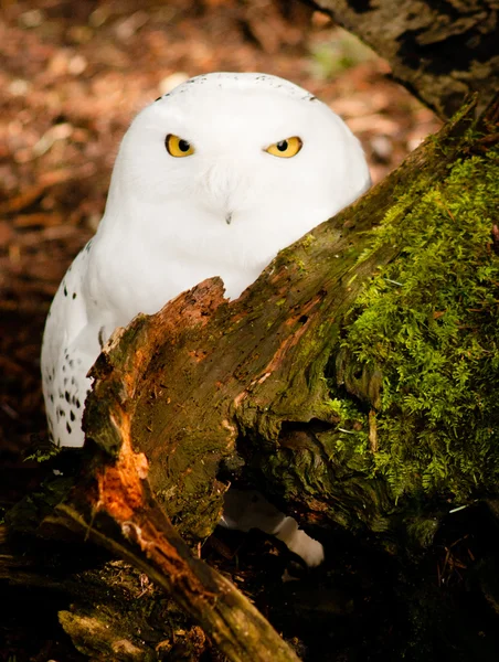 Snowy Owl Large Yellow Eyed Wild Bird Prey Species — Stock Photo, Image