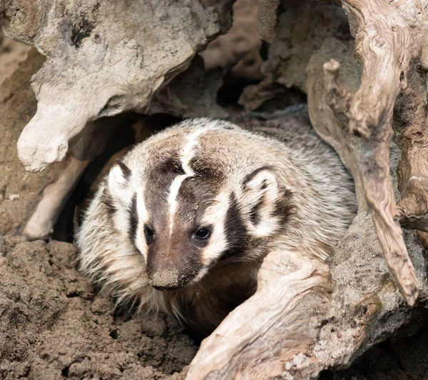 North American Short Legged Badger Emerging from Safety of Den — Stock Photo, Image