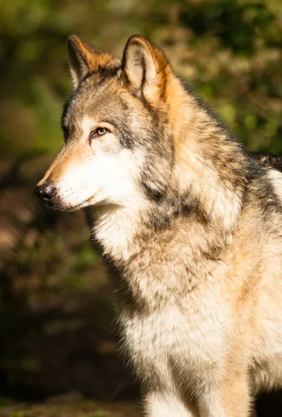 Nordamerikanische timberwolf wild tier wolf hund räuber fleisch — Stockfoto