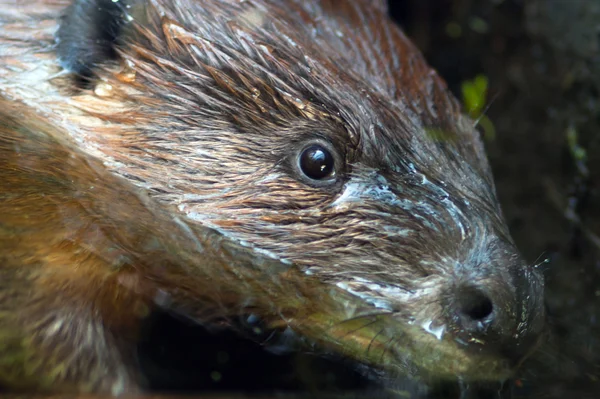 Extreme Animal Close Up Beaver Head Nocturnal Roedor semi acuático — Foto de Stock