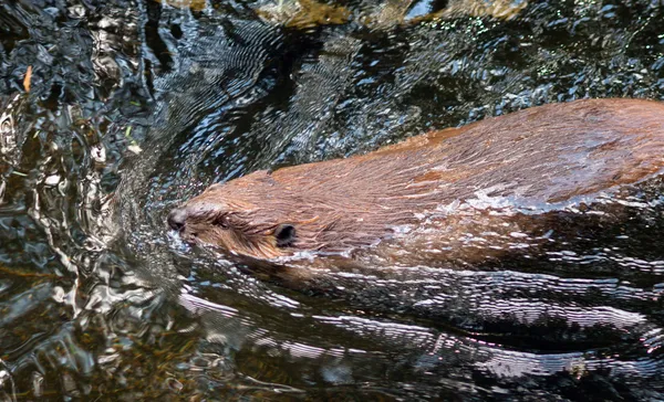 North American Beaver Castor Canadensis Wild Animal Swimming Dam — Stock Photo, Image