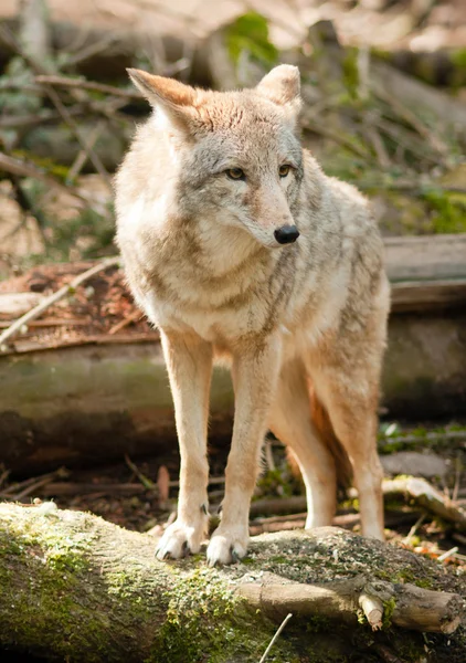 Wild Animal Coyote Stands On Stump Looking For Prey — Stock Photo, Image