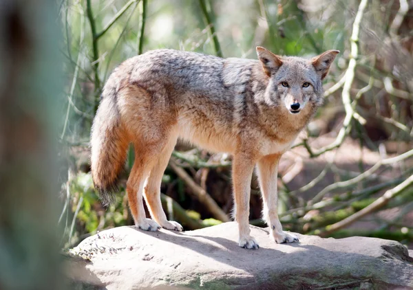 Wildtier-Kojote steht auf Felsen und blickt in Kamera — Stockfoto