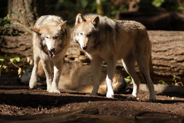 Wildtier Wolfspaar steht beim Spielen nordamerikanischer Wildtiere — Stockfoto