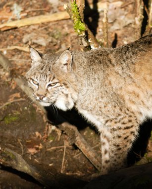 vahşi hayvan bobcat ormanda sinsice yürüyen