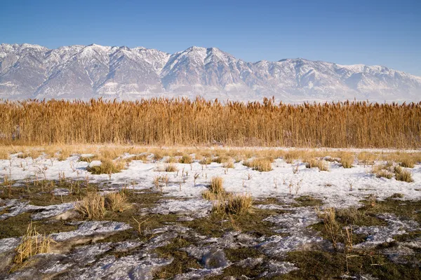 Montañas cubiertas de nieve Detrás de Lakeside Highway Plant Growth Utah —  Fotos de Stock