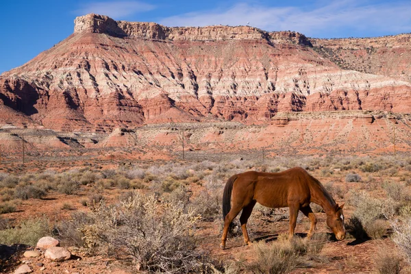 Animais domésticos Pecuária Cavalos Grazes Deserto Southwest Canyon — Fotografia de Stock