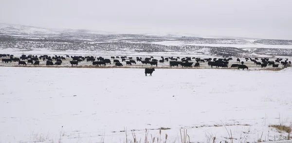 Hazai farm állatok tehenek téli táj fagyasztott country ranch — Stock Fotó