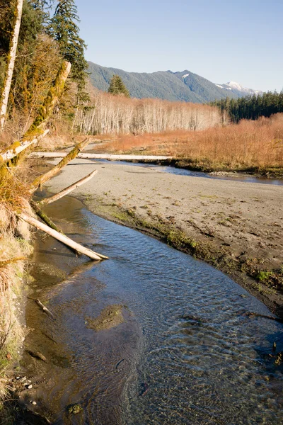 Winter Along Mountain Stream Hoh River Banks Olympic Mountains — Stock Photo, Image