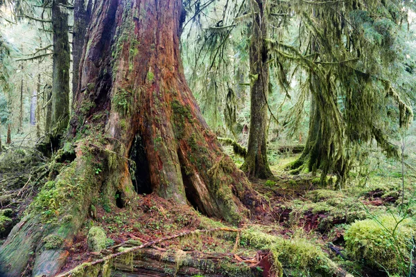 Foresta pluviale coperta di muschio del tronco del cedro rosso gigante di crescita Hoh — Foto Stock